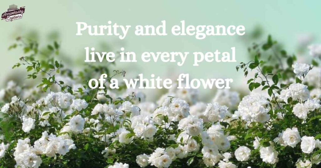 White Flower Quotes for Instagram