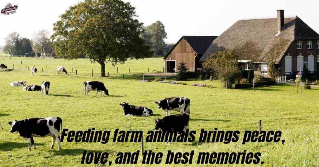 Animal Farm Captions for Instagram